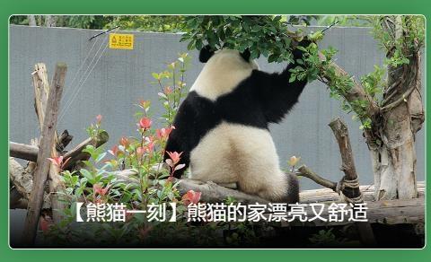 熊猫频道app安卓版